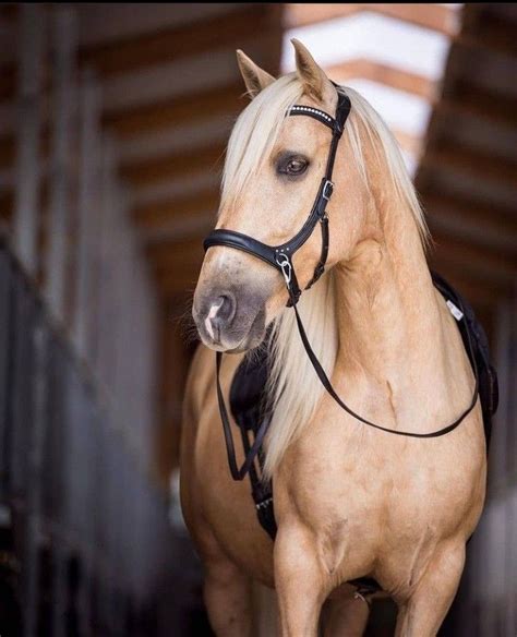 picture of a palomino|Palomino Horses: History, Fun Facts, Photos and Care